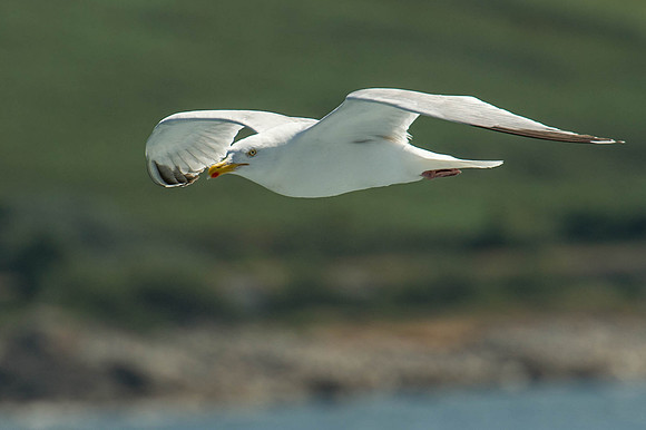 Scilly-20130720-1107