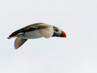 Puffin1