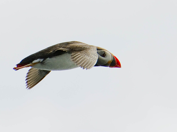 Puffin1