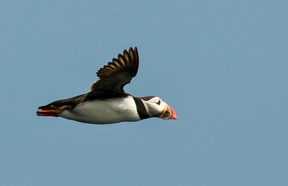 Puffin2