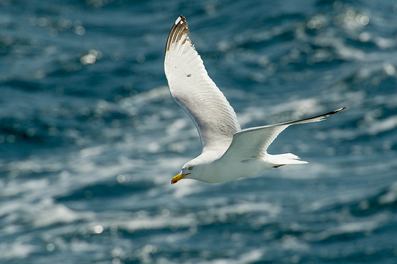 Scilly-20130720-1110