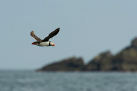 Scilly-20130712-606