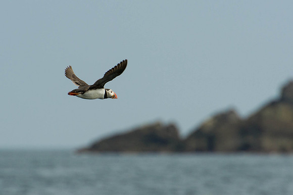 Scilly-20130712-606