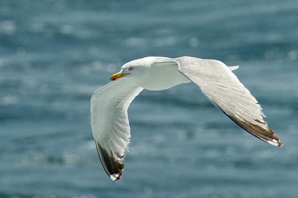 Scilly-20130720-1105