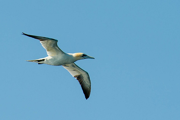 Scilly-20130720-1133