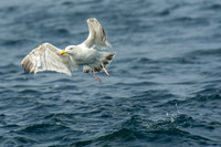 Scilly-20130712-618