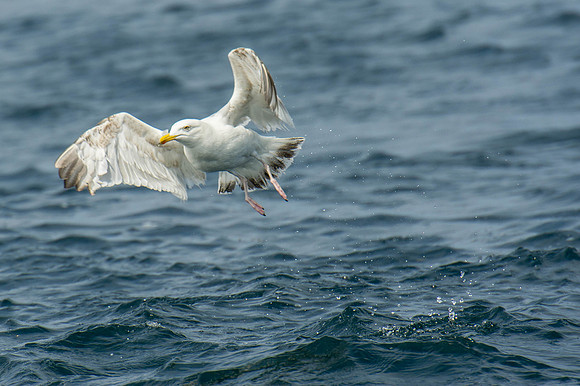 Scilly-20130712-618