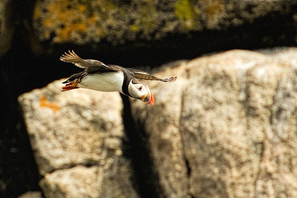 Puffin3