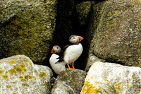 Puffin4