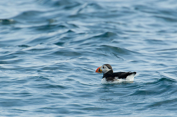 Scilly-20130712-672