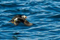Puffin5