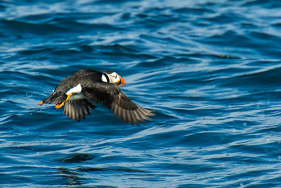 Puffin5