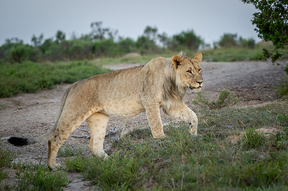 298-SA-20181115-454.jpg