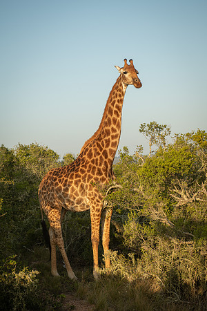 315-SA-20181116-1833.jpg