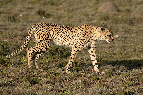 364-SA-20181116-1998.jpg