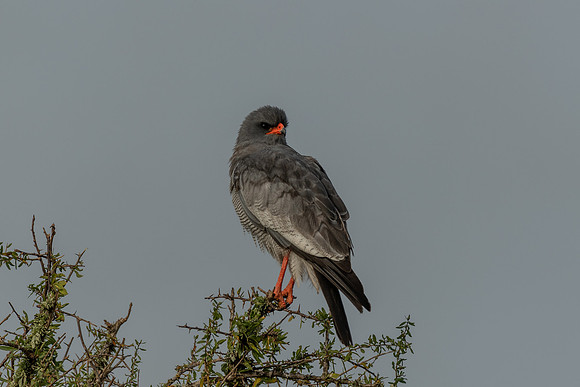 424-SA-20181118-2357.jpg